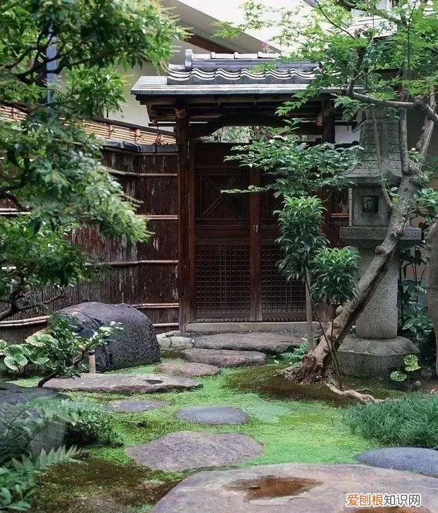 庭院不生苔,庭院养苔的核心秘诀你绝想不到