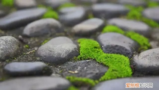 庭院不生苔,庭院养苔的核心秘诀你绝想不到