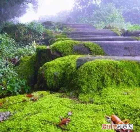 庭院不生苔,庭院养苔的核心秘诀你绝想不到