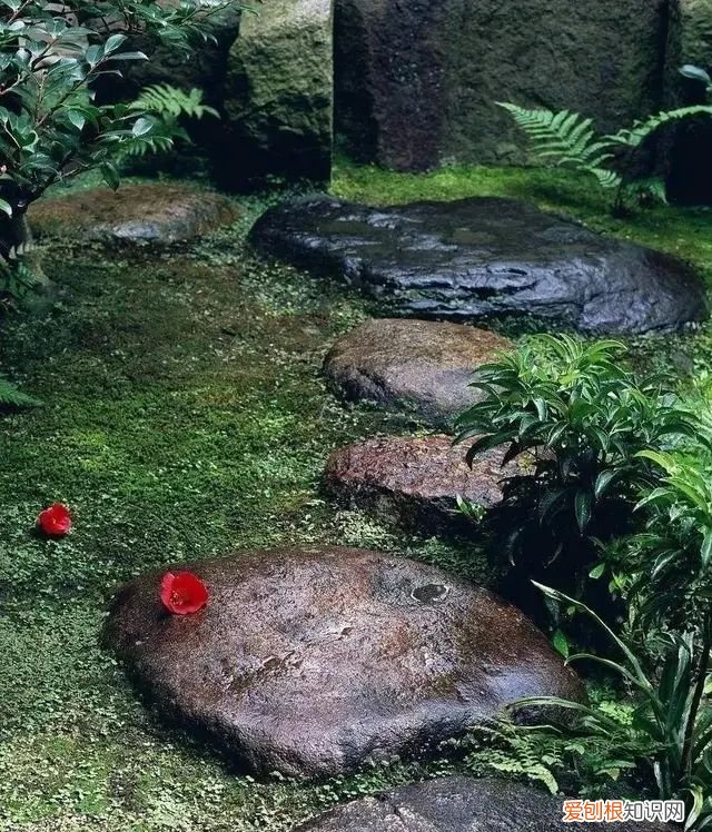 庭院不生苔,庭院养苔的核心秘诀你绝想不到