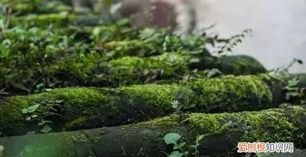 庭院不生苔,庭院养苔的核心秘诀你绝想不到