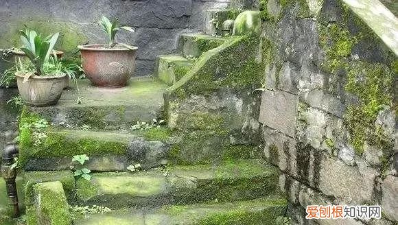 庭院不生苔,庭院养苔的核心秘诀你绝想不到