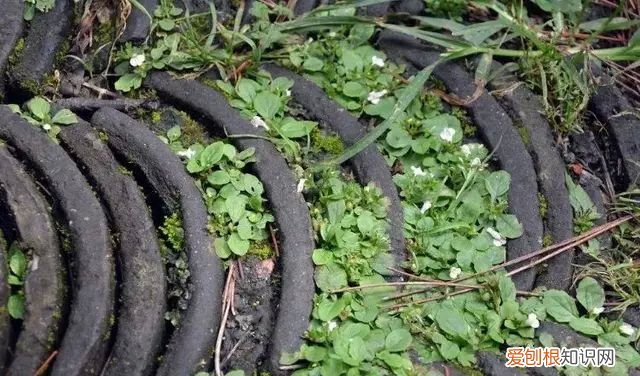 庭院不生苔,庭院养苔的核心秘诀你绝想不到