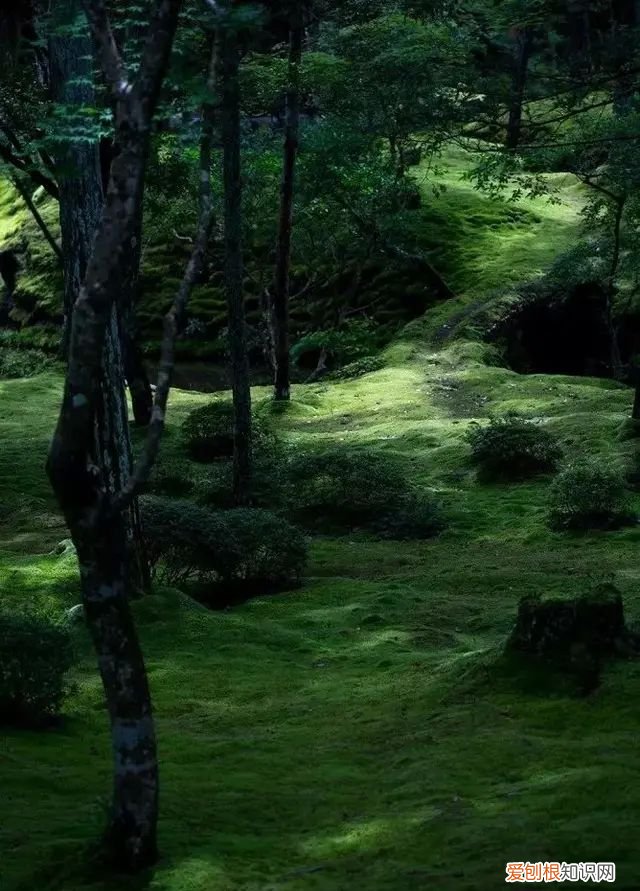 庭院不生苔,庭院养苔的核心秘诀你绝想不到