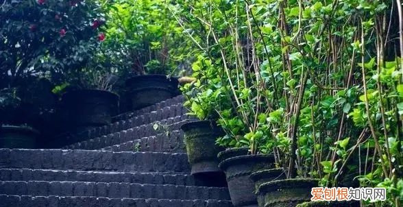 庭院不生苔,庭院养苔的核心秘诀你绝想不到