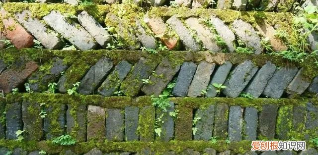 庭院不生苔,庭院养苔的核心秘诀你绝想不到