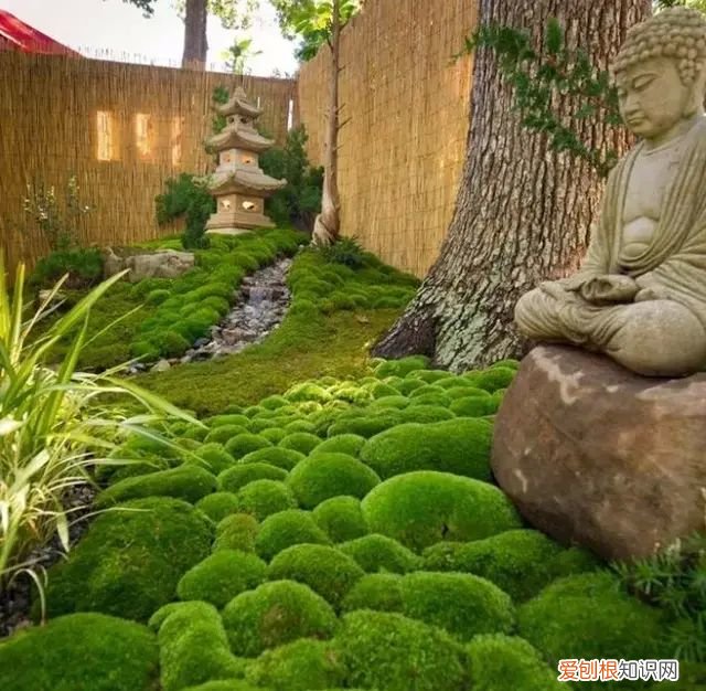 庭院不生苔,庭院养苔的核心秘诀你绝想不到