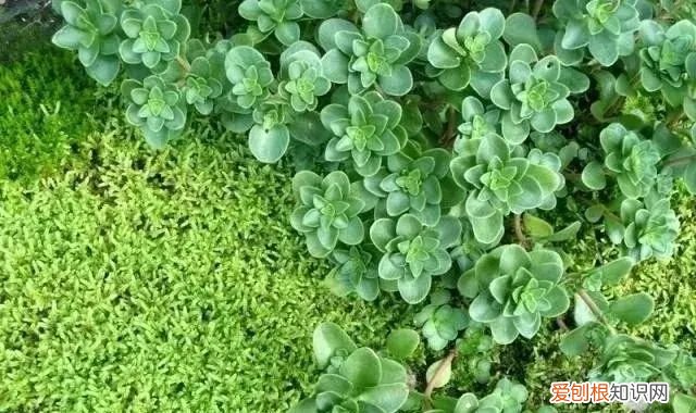 庭院不生苔,庭院养苔的核心秘诀你绝想不到