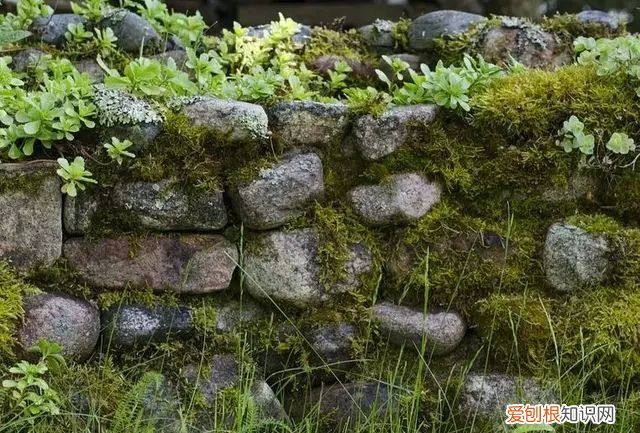 庭院不生苔,庭院养苔的核心秘诀你绝想不到