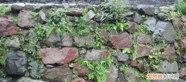 庭院不生苔,庭院养苔的核心秘诀你绝想不到