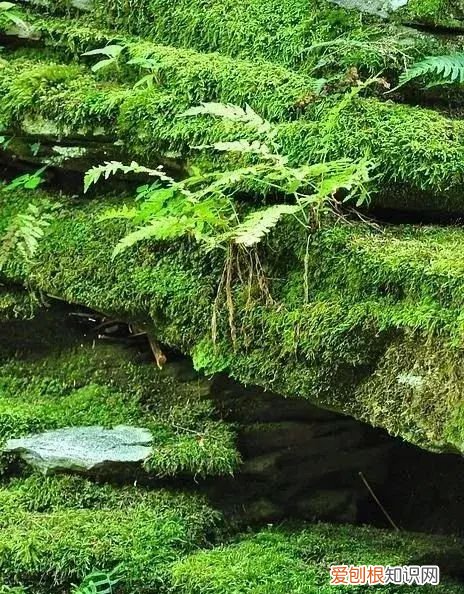 庭院不生苔,庭院养苔的核心秘诀你绝想不到