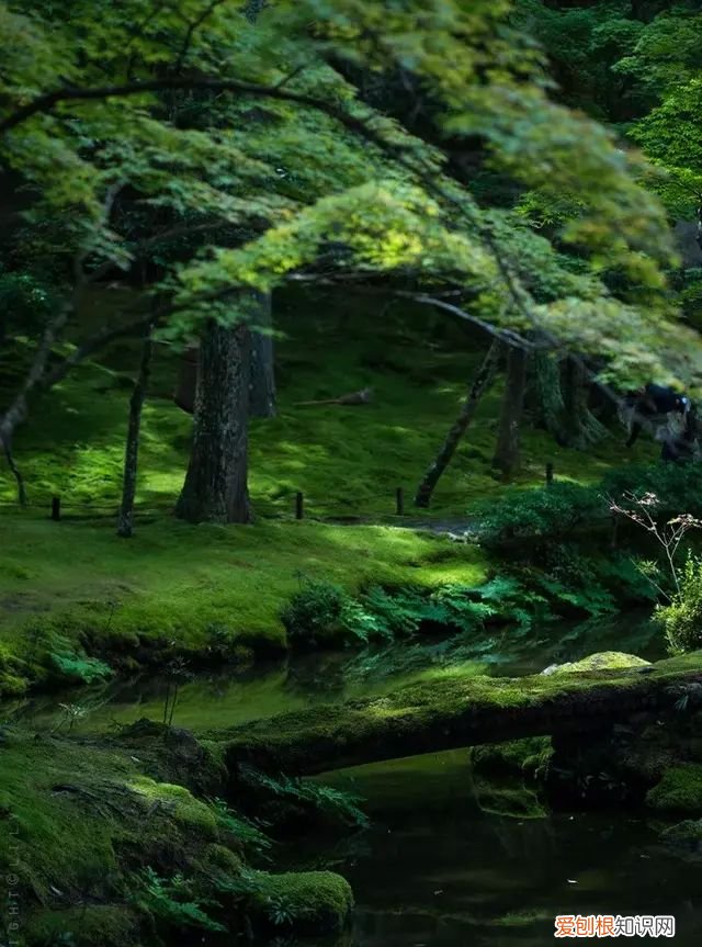 庭院不生苔,庭院养苔的核心秘诀你绝想不到