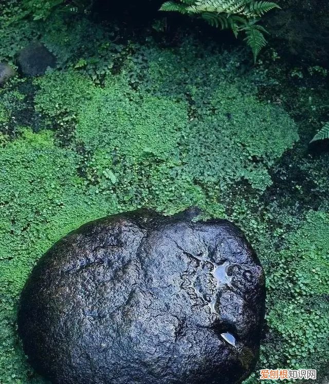 庭院不生苔,庭院养苔的核心秘诀你绝想不到