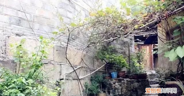 庭院不生苔,庭院养苔的核心秘诀你绝想不到