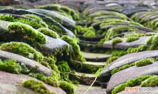 庭院不生苔,庭院养苔的核心秘诀你绝想不到