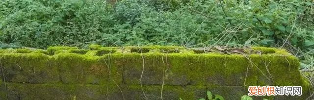 庭院不生苔,庭院养苔的核心秘诀你绝想不到