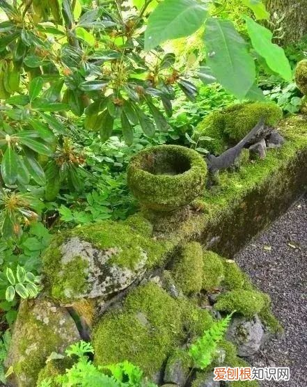 庭院不生苔,庭院养苔的核心秘诀你绝想不到