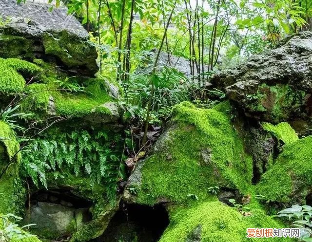 庭院不生苔,庭院养苔的核心秘诀你绝想不到