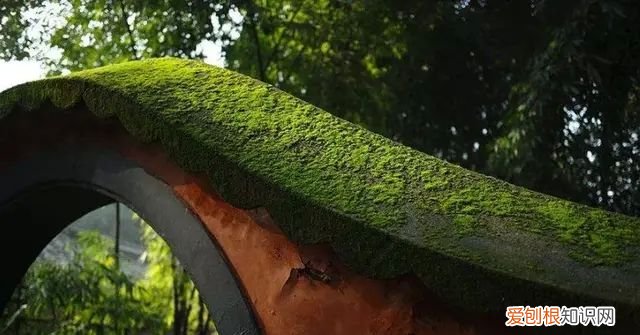 庭院不生苔,庭院养苔的核心秘诀你绝想不到