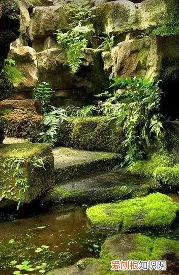 庭院不生苔,庭院养苔的核心秘诀你绝想不到