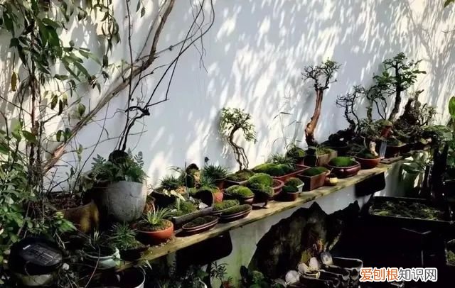 庭院不生苔,庭院养苔的核心秘诀你绝想不到