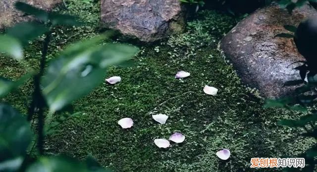 庭院不生苔,庭院养苔的核心秘诀你绝想不到