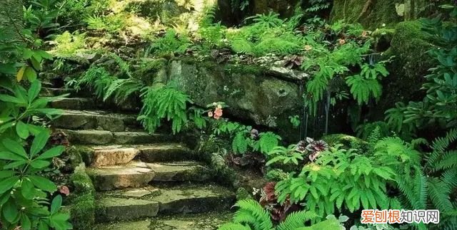 庭院不生苔,庭院养苔的核心秘诀你绝想不到