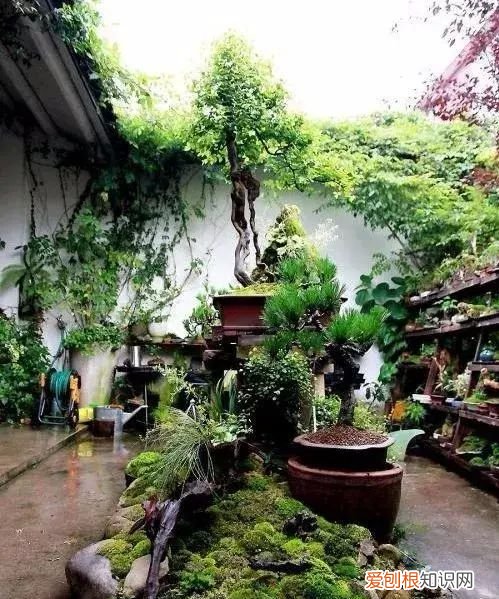 庭院不生苔,庭院养苔的核心秘诀你绝想不到