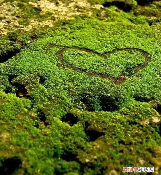 庭院不生苔,庭院养苔的核心秘诀你绝想不到