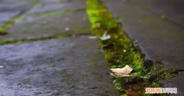 庭院不生苔,庭院养苔的核心秘诀你绝想不到