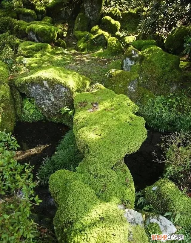 庭院不生苔,庭院养苔的核心秘诀你绝想不到