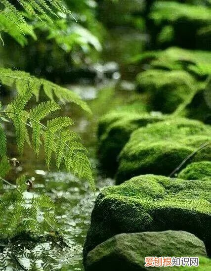 庭院不生苔,庭院养苔的核心秘诀你绝想不到