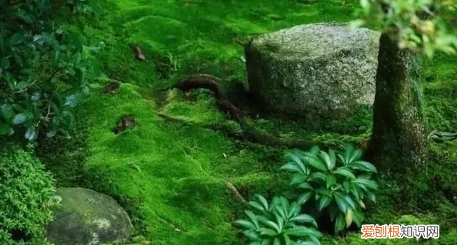 庭院不生苔,庭院养苔的核心秘诀你绝想不到