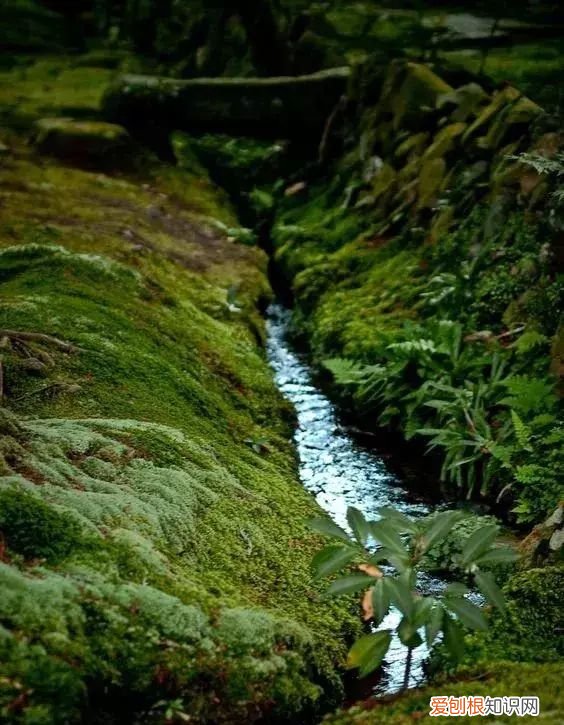 庭院不生苔,庭院养苔的核心秘诀你绝想不到