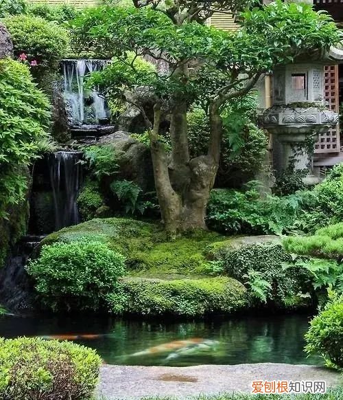 庭院不生苔,庭院养苔的核心秘诀你绝想不到