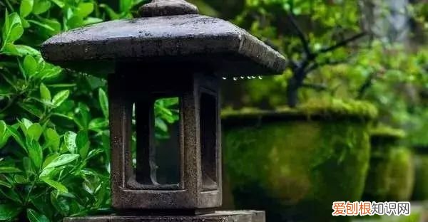 庭院不生苔,庭院养苔的核心秘诀你绝想不到