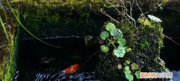 庭院不生苔,庭院养苔的核心秘诀你绝想不到