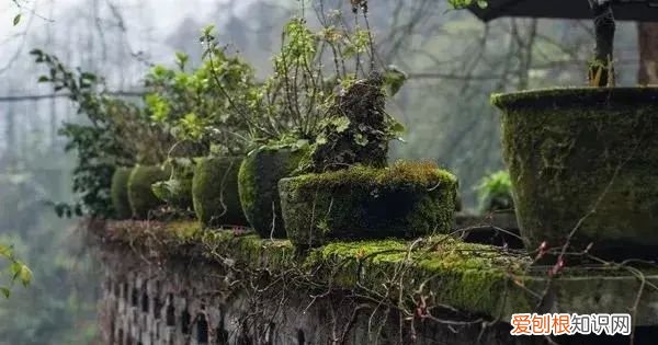 庭院不生苔,庭院养苔的核心秘诀你绝想不到