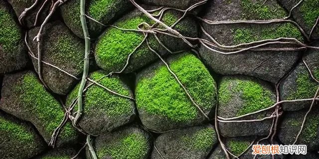 庭院不生苔,庭院养苔的核心秘诀你绝想不到