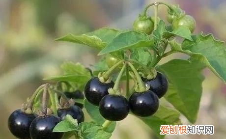 野外游玩,这些野果切勿采食英语