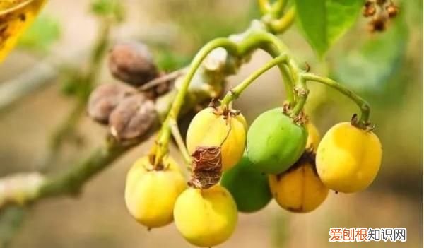 野外游玩,这些野果切勿采食英语