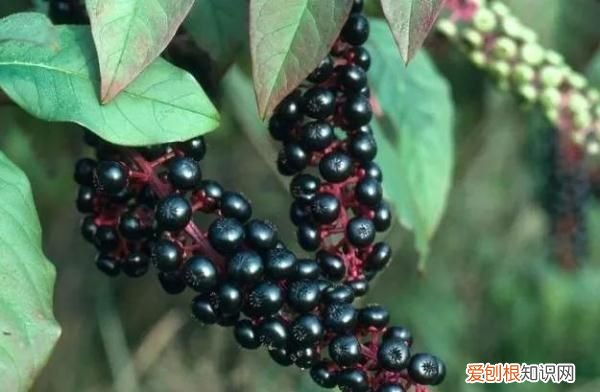 野外游玩,这些野果切勿采食英语