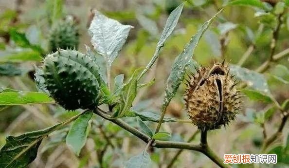 野外游玩,这些野果切勿采食英语