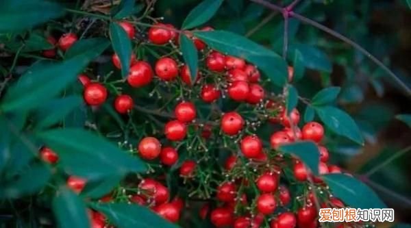 野外游玩,这些野果切勿采食英语