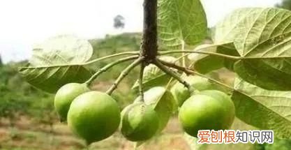 野外游玩,这些野果切勿采食英语