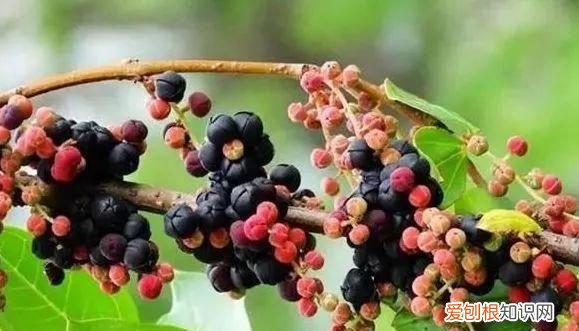 野外游玩,这些野果切勿采食英语