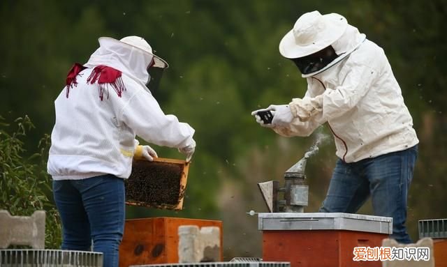 蜂王还产子能喂越冬饲料吗 蜜蜂越冬多出蜂王怎样储存