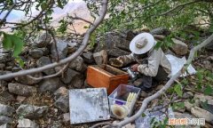 蜂王还产子能喂越冬饲料吗 蜜蜂越冬多出蜂王怎样储存