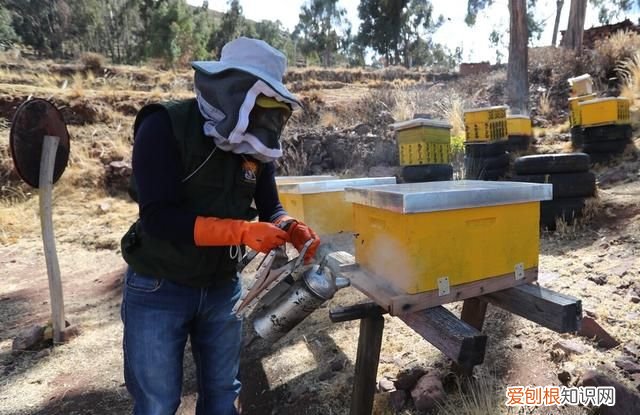 蜂王还产子能喂越冬饲料吗 蜜蜂越冬多出蜂王怎样储存