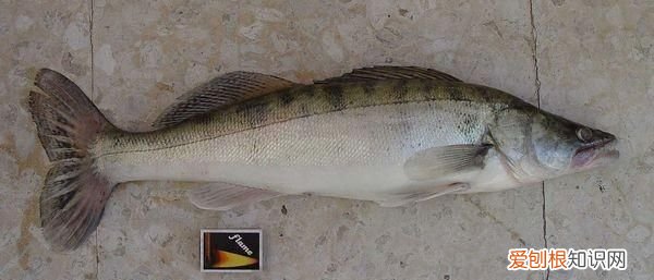 黑龙江名鱼简介:三花五罗十八子七十二杂鱼